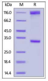 Human IFN-alpha/beta R1, Fc Tag on SDS-PAGE  under reducing (R) condition. The gel was stained overnight with Coomassie Blue. The purity of the protein is 85% of rh IFNAR1 /IFNAR and 13% of Human IgG1 Fc fragment.